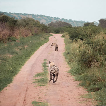 Wild dogs running on the road
