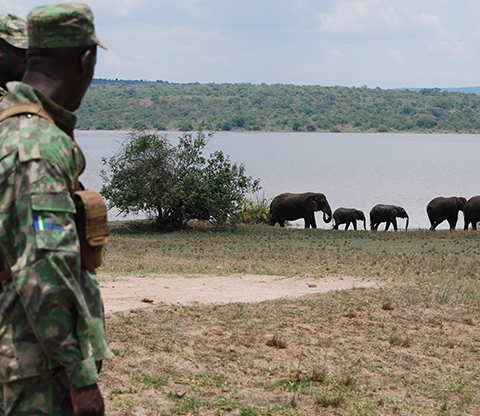 Two Akagera rangers watching elephants walking next to a lake. 