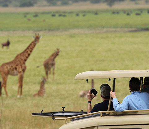 A game drive vehicle with tourists watching over giraffes. 