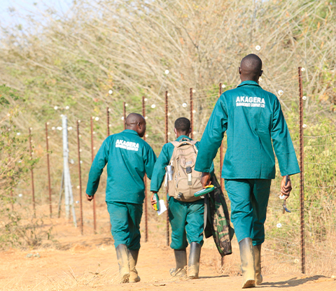 Three Akagera workers wearing green overalls and boots walking next to an electrified fence 