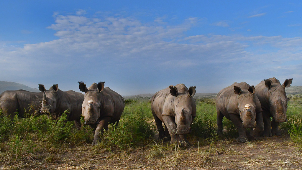 Six rhinos standing in a grass field in Akagera with blue sky and scattered clouds